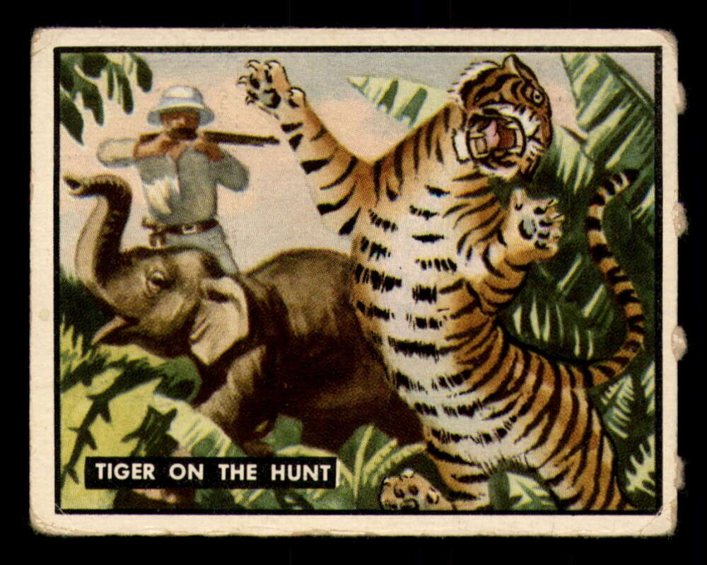 67 Tiger On The Hunt